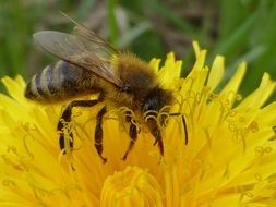 bee on yellow flower, macro