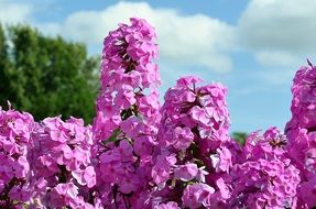 beautiful and delightful liliac bush flowers