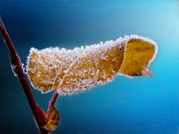 Yellow leaf on the branches in the frost