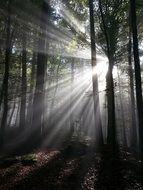 landscape of sun rays through forest