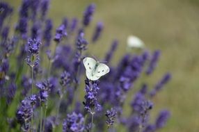 White butterfly on the Lavender