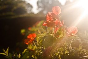 flowers in the bright sun