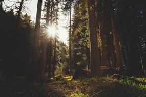 sunset in Coniferous forest