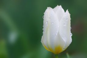 White tulips in dew drops