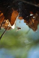 Macro photo of the spider on the web
