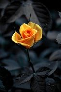 Yellow rose on a black white background