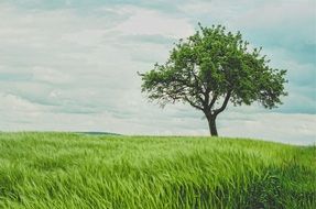 wide tree on green cereal field at cloudy day