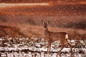 roe deer in a field among snow