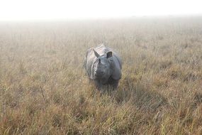 dangerous rhino in the wild