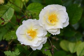 Beautiful two yellow rose flowers with white petals and green leaves