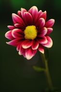 beautiful burgundy flower in the summer on a blurred background