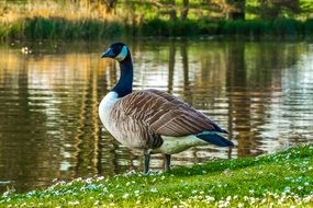 Colorful goose in nature