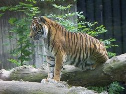 Big tiger in the zoo