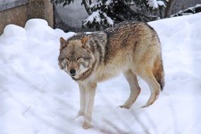 arctic wolf on a snow, hokkaido, asia, japan