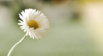 white fluffy daisy close-up