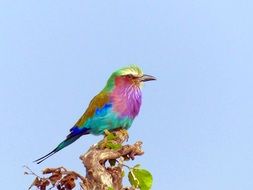 lilac-breasted african bird