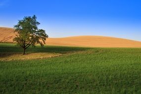 lonely tree among a colorful field