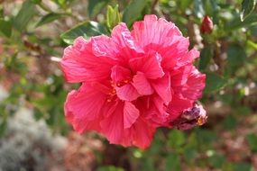 beautiful cerise flower, rhododendron