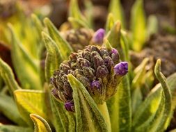 purple primrose at spring sun, inflorescence with buds close up
