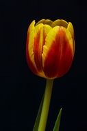 yellow red tulip bloom