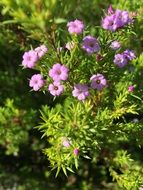 little purple flowers in the garden