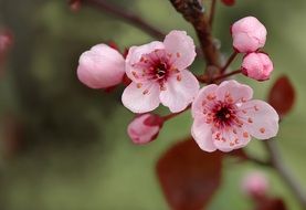 tender pink tree flowers in spring