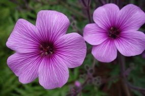 closeup of purple spring flowers