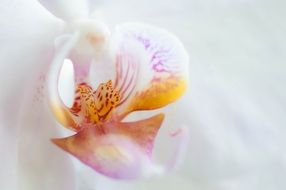 tender orchid flower blossom macro