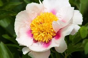 white pink peony petals