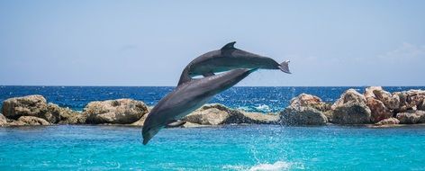 Dolphins jump in the wild nature