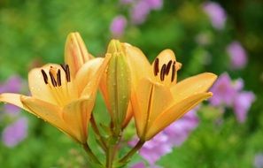 blooming lily buds
