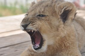 lion cub roars