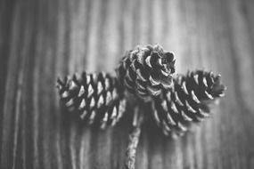 three fir cones in black and white background