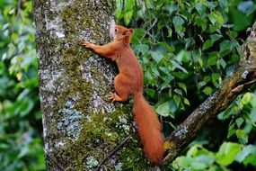 Fluffy brown squirrel on a tree trunk against a background of green foliage