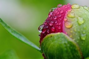bud of a peony in raindrops close-up