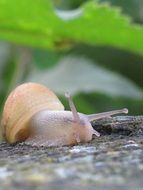 snail on a tree trunk