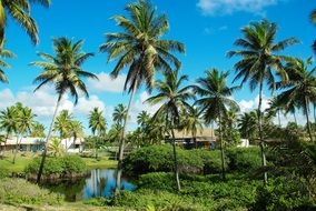 coconut palm trees on a beach
