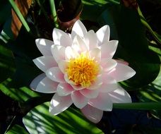 lush pink water lily close up