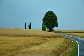 scenic landscape of road and field with harvest