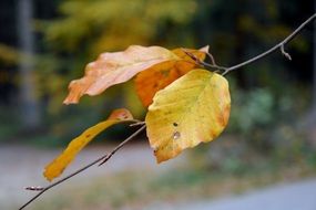 yellow leaves on a thin branch