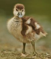 young goose duck