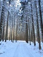 snowy forest path near the trees