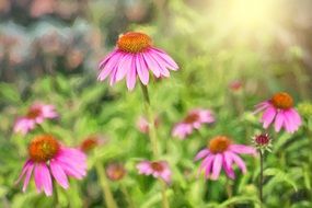 Pink daisies on the field