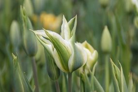 closeup photo of Spring Tulips