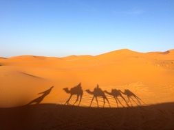 shadow of a caravan of camels in the sand