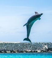 frolicking dolphin