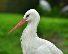 White stork in the wild nature