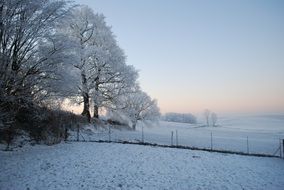 breathtaking ice tree