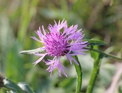 knapweed flower bloom closeup