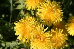 breathtaking dandelion yellow